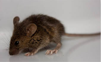 Get Rid of Mice For Good