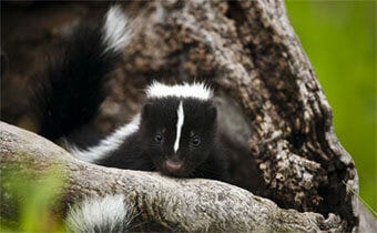 Get rid of skunks in 5 easy steps