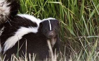 Say goodbye to skunks
