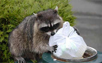 The best way to keep raccoons away from your trash