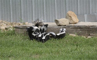 Tips for keeping skunks away