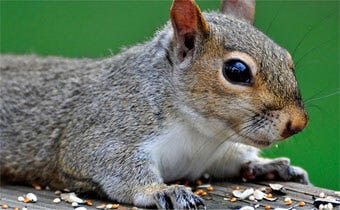 How to keep squirrels out of your garden