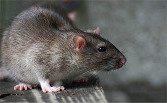 Mice vs. Rats