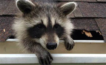 How to get raccoons & other animals out of your attic