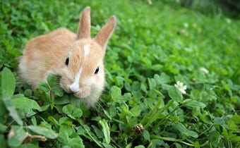 How to keep rabbits out of your yard