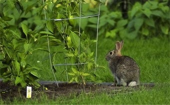 How to rabbit-proof a garden