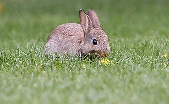 The best rabbit bait & trapping tips