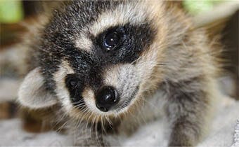 How to keep raccoons out of your yard