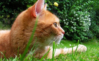 Reclaim your flowerbed with plants that deter cats