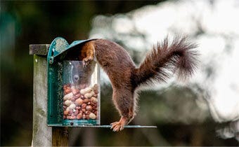 How to keep squirrels out of bird feeders
