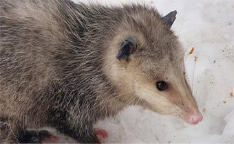 Expert tips for trapping an opossum