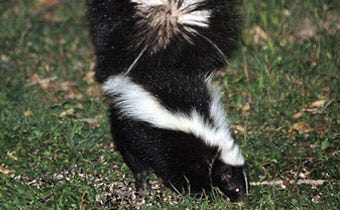 Trapping & relocating skunks