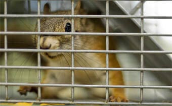 Trapping and relocating Squirrels