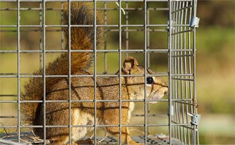 How to get rid of animals in your atticL squirrels, raccoons, & opossums