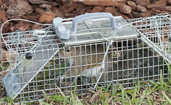 How to trap squirrels