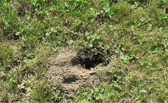 Why do animals dig? Preventing damage to your lawn