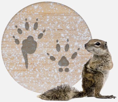 Squirrels
