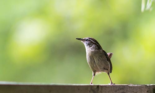 Preying on birds