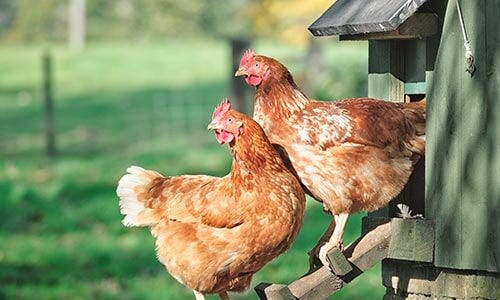 Raiding your poultry home