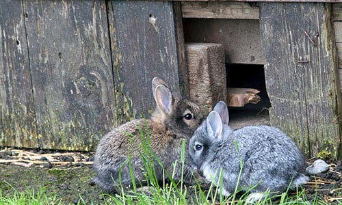 Something is living under a porch or shed
