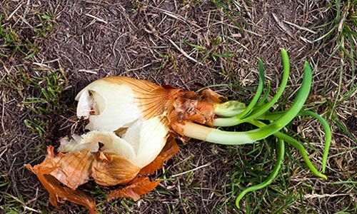 Dug up bulbs or seedlings