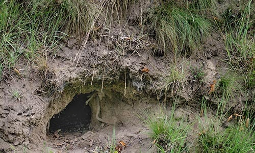 Burrows under lawn or structures
