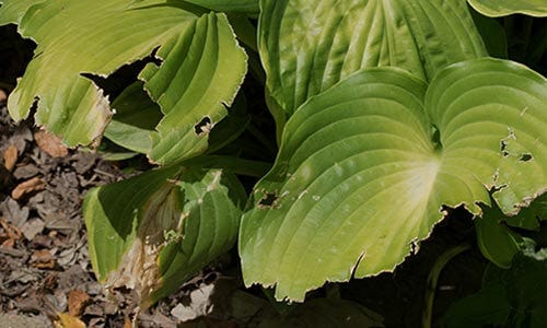 Plants are missing or chewed on