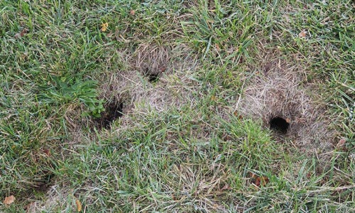 Something is messing up my yard or plants