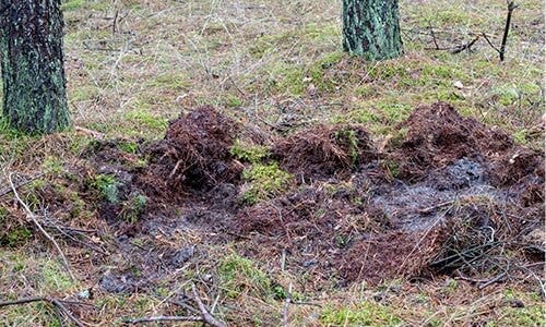 Rooting or digging in elevated area or turf