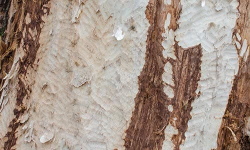 See gnawing or clawing on wood or woody vegetation