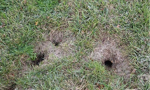 Holes in lawn