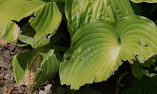 Plant damage