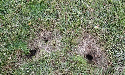 Lawn or turf damage