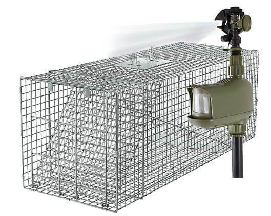 armadillo repellents & traps