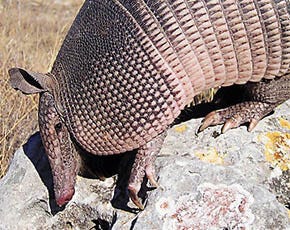 Armadillos