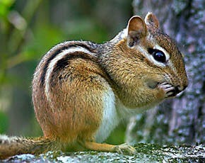 Chipmunks