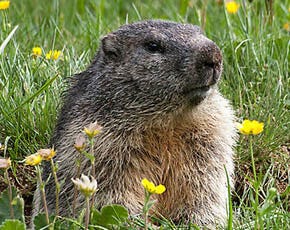 Groundhogs