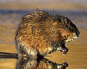 Muskrats