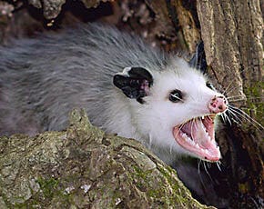 Opossums