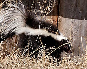 Skunks