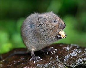 Voles