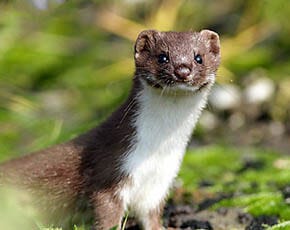 Weasels