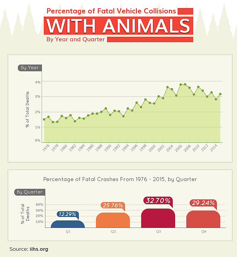 Wildlife On The Road | Collisions with Animals On the Road Wildlife On The Road | Collisions with Animals On the Road