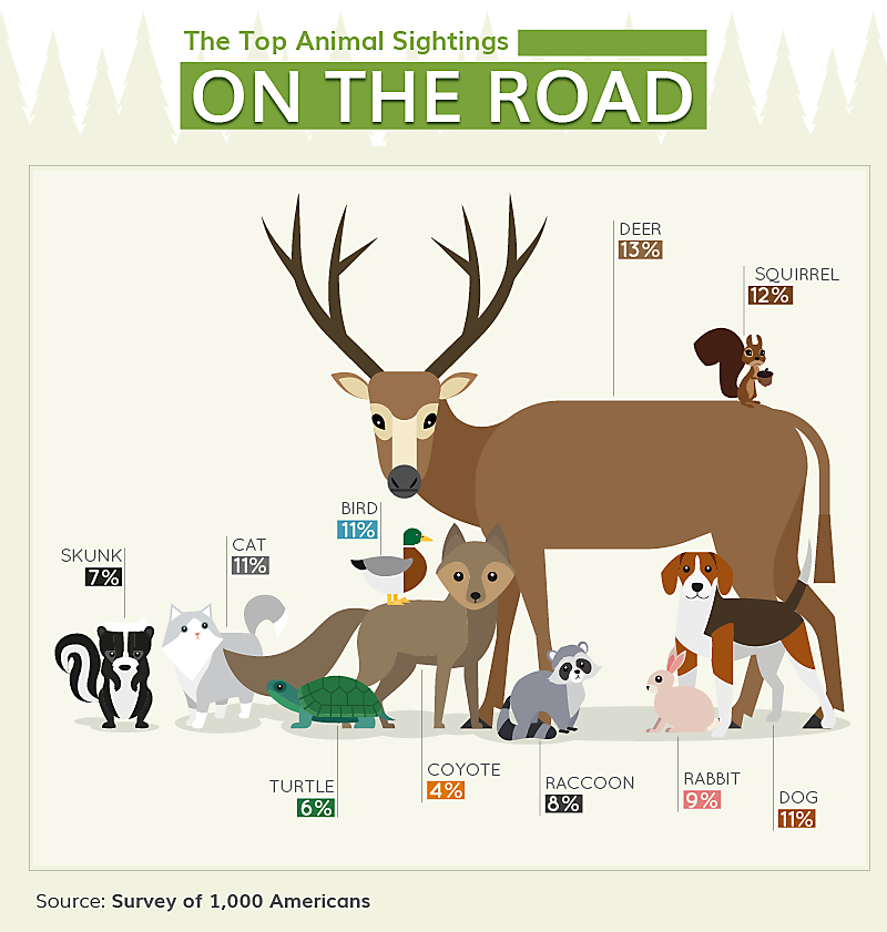 Wildlife On The Road | Collisions with Animals On the Road