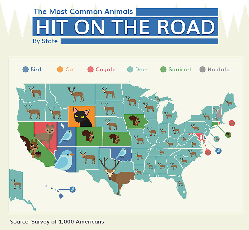 Wildlife On The Road | Collisions with Animals On the Road Wildlife On The Road | Collisions with Animals On the Road