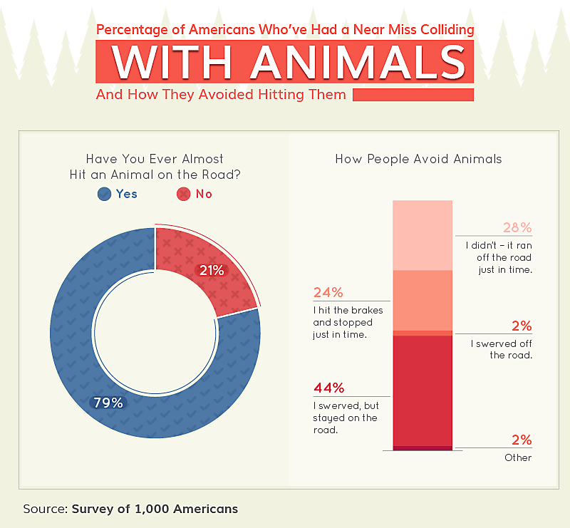 Survey on percentage of american who had a near miss colliding with animals