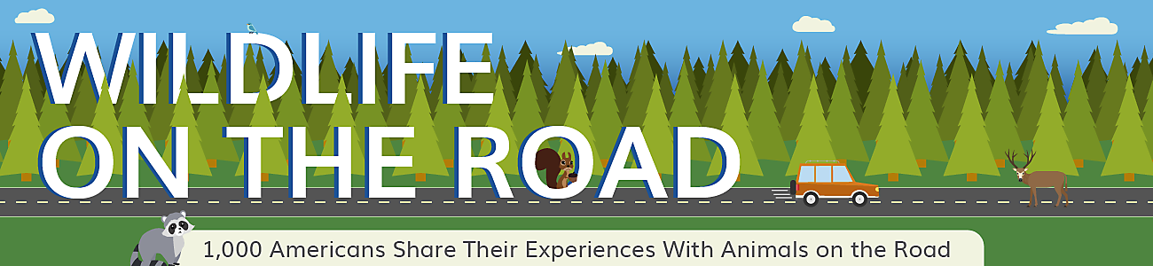 Wildlife on the Road - 1000 Americans share their experiences with animals on the road