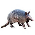 Armadillos