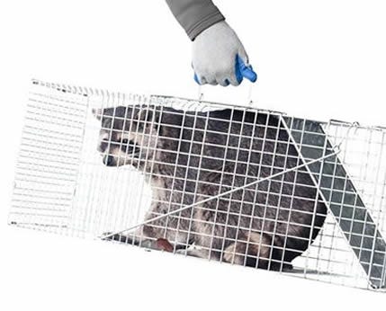 A raccoon caught in a Havahart trap