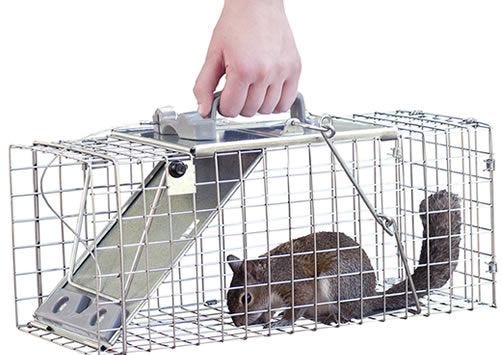 Havahart - Live Trap - Easy Set- Skunk, Rabbit, Large Squirrel - 1084 –  Steve Regan Company